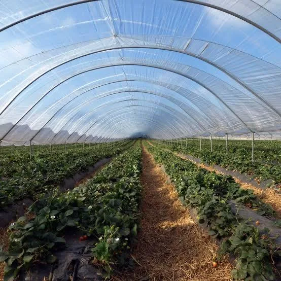 Çileklik